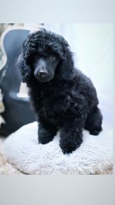Щенок чёрного пуделя