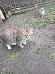 Віддамо 5 кошенят в добрі руки