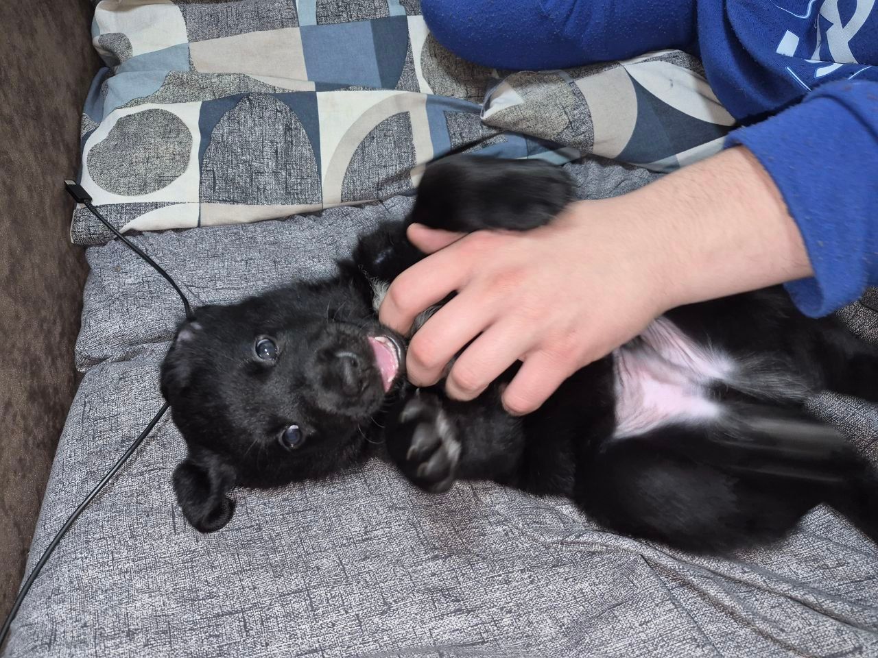 Цуценята з неймовірною історією. Мама лабрадор КСУ, тато лайко-тип, собака військового