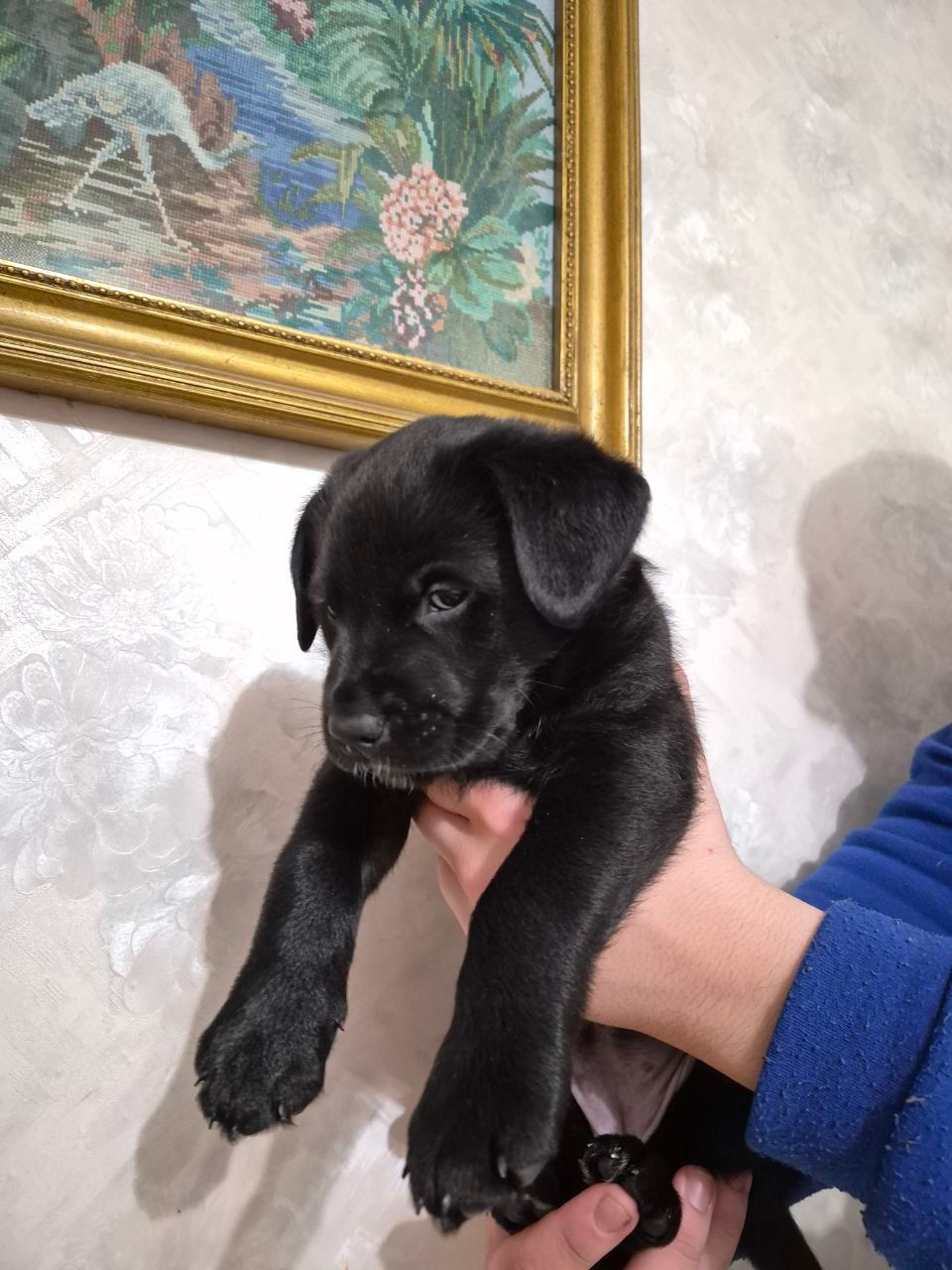 Цуценята з неймовірною історією. Мама лабрадор КСУ, тато лайко-тип, собака військового