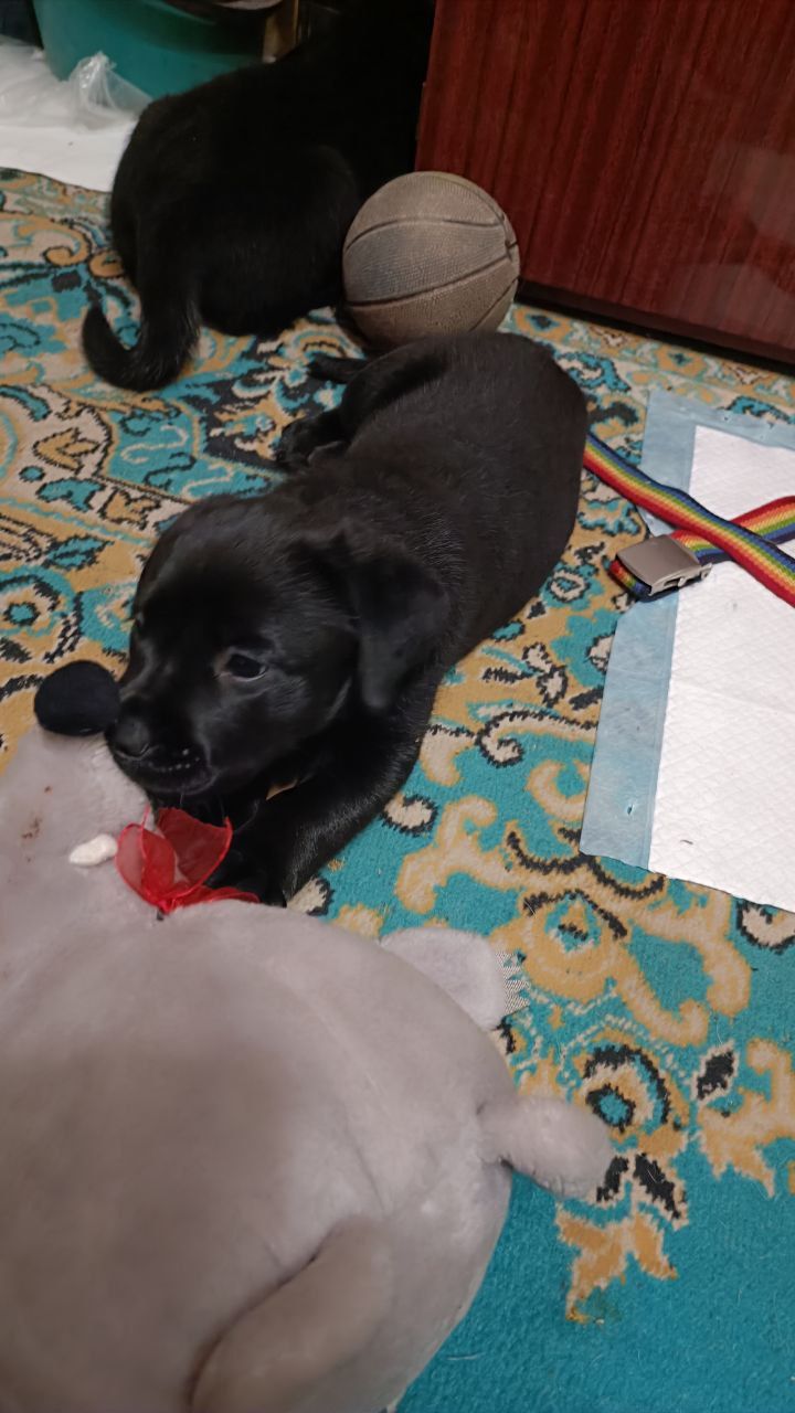 Цуценята з неймовірною історією. Мама лабрадор КСУ, тато лайко-тип, собака військового