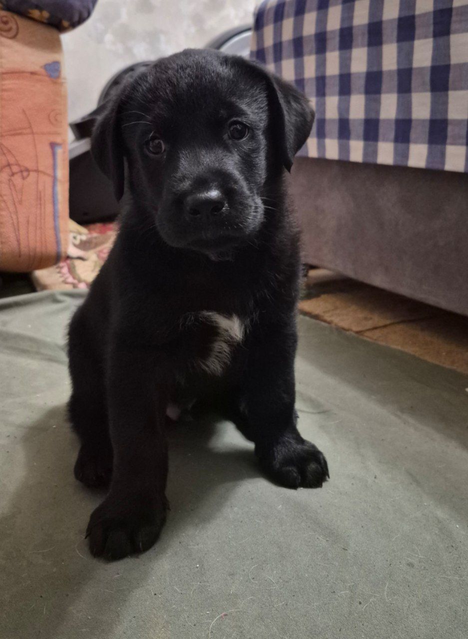 Цуценята з неймовірною історією. Мама лабрадор КСУ, тато лайко-тип, собака військового