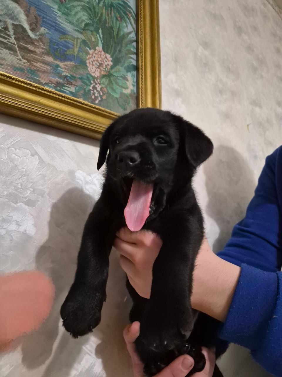 Цуценята з неймовірною історією. Мама лабрадор КСУ, тато лайко-тип, собака військового