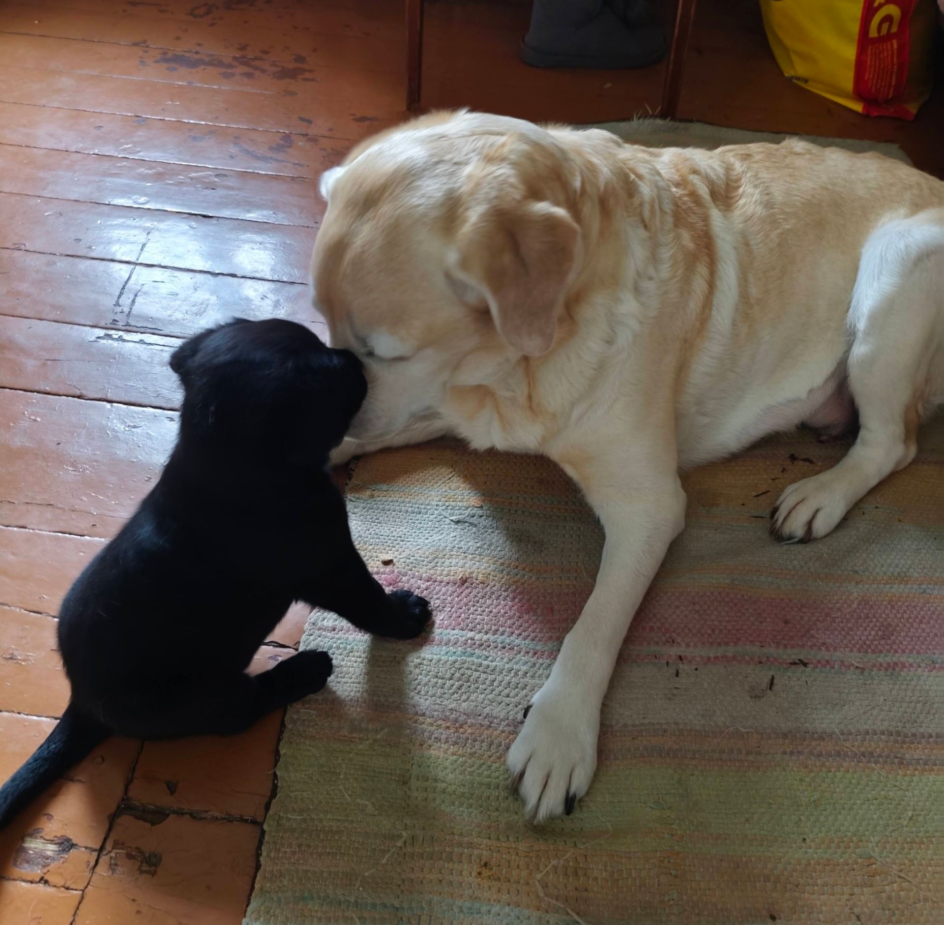 Цуценята з неймовірною історією. Мама лабрадор КСУ, тато лайко-тип, собака військового