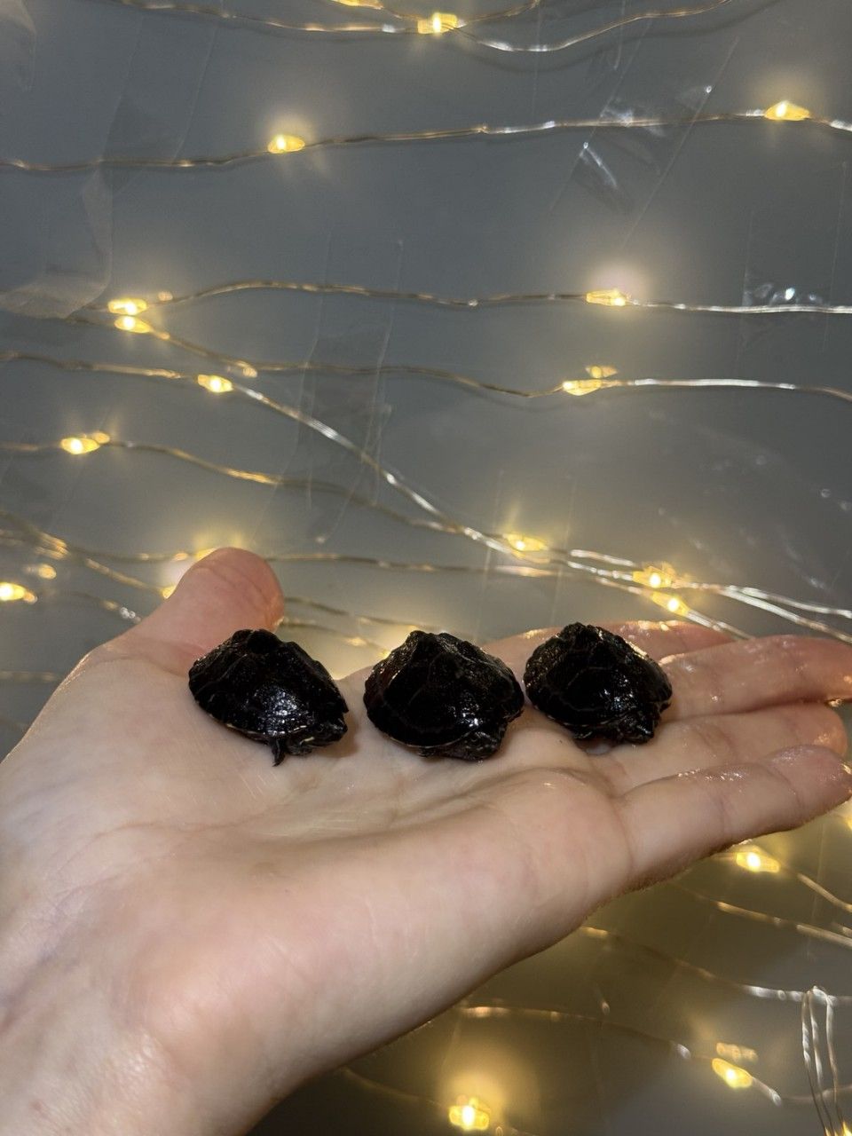 Мускусна черепаха, маленька черепаха, водяна черепаха