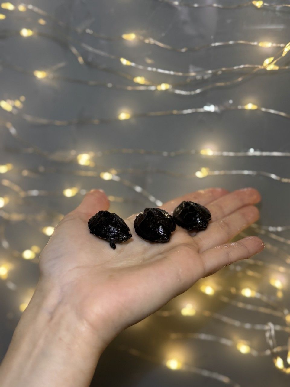 Мускусна черепаха, маленька черепаха, водяна черепаха