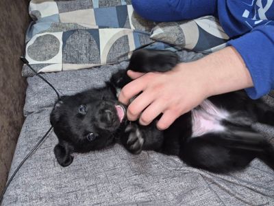 Цуценята з неймовірною історією. Мама лабрадор КСУ, тато лайко-тип, собака військового