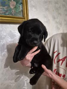 Цуценята з неймовірною історією. Мама лабрадор КСУ, тато лайко-тип, собака військового