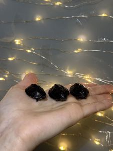 Мускусна черепаха, маленька черепаха, водяна черепаха