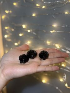 Мускусна черепаха, маленька черепаха, водяна черепаха