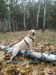 Цуценята з неймовірною історією. Мама лабрадор КСУ, тато лайко-тип, собака військового