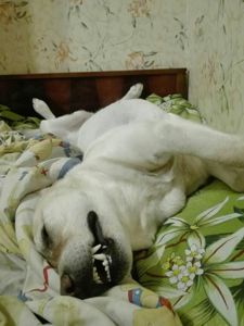 Цуценята з неймовірною історією. Мама лабрадор КСУ, тато лайко-тип, собака військового