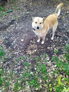 Цуценята з неймовірною історією. Мама лабрадор КСУ, тато лайко-тип, собака військового