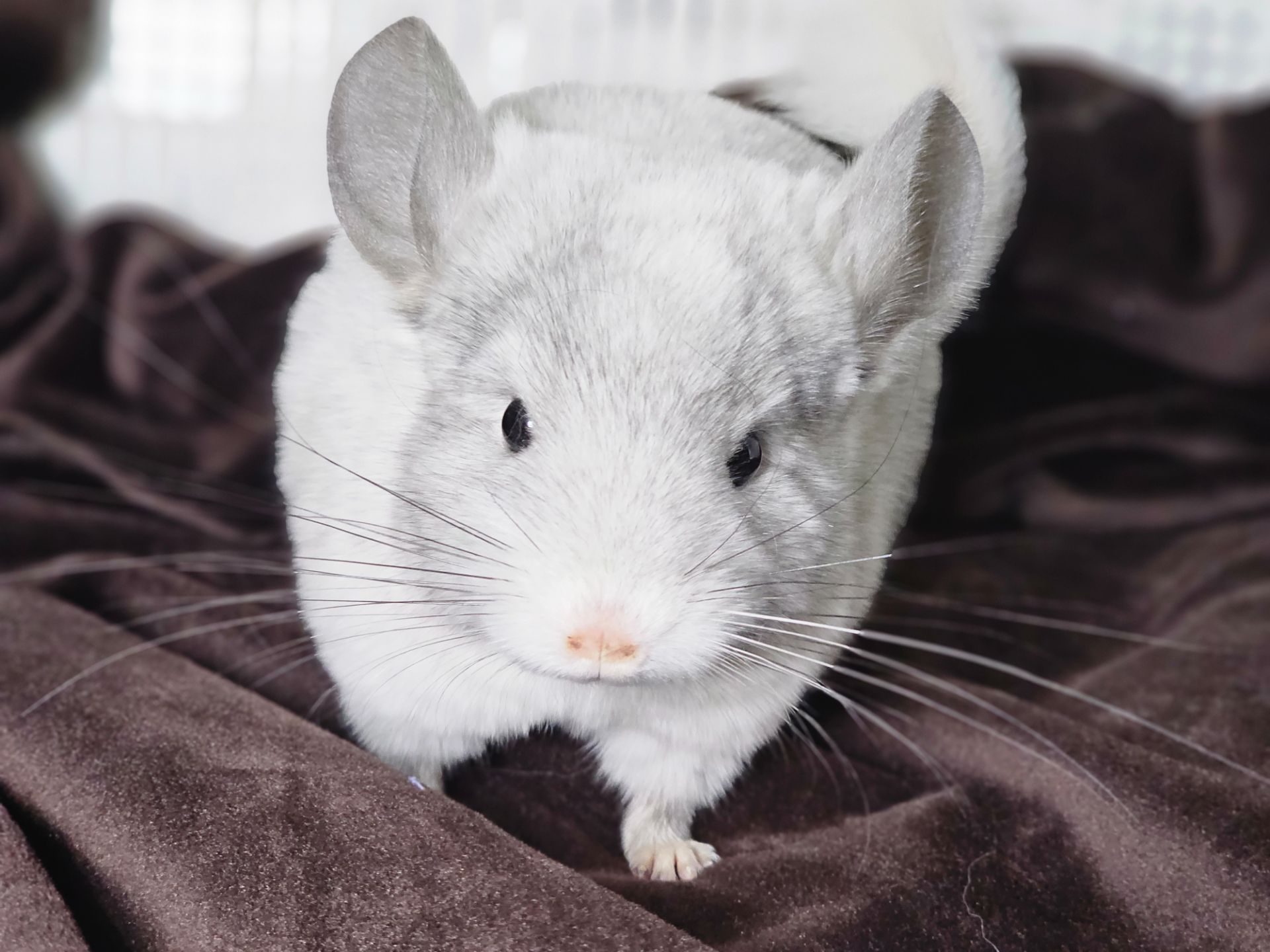 Шиншилленок Девочка Белая Эбони Носитель Ангоры