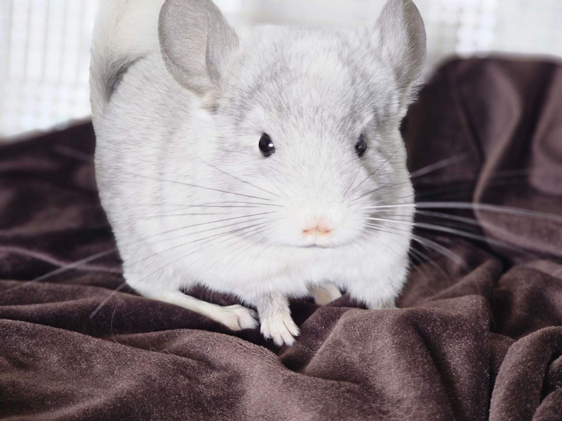 Шиншилленок Девочка Белая Эбони Носитель Ангоры