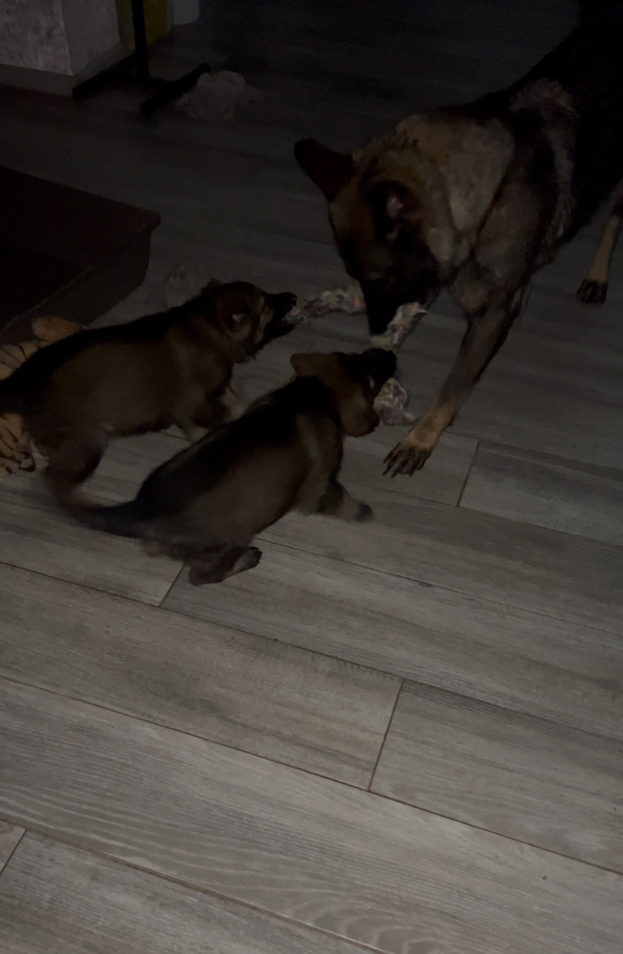 Дівчинка німецької вівчарки