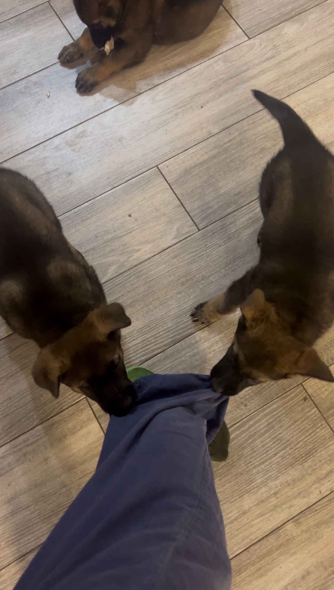 Дівчинка німецької вівчарки