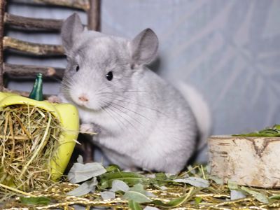 Шиншилленок Девочка Белая Эбони Носитель Ангоры