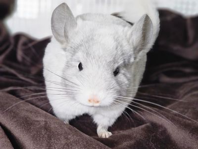 Шиншилленок Девочка Белая Эбони Носитель Ангоры