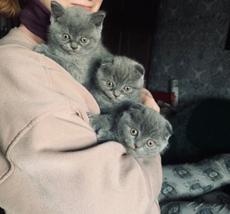 кошенята скоттіш фолд