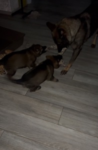 Дівчинка німецької вівчарки