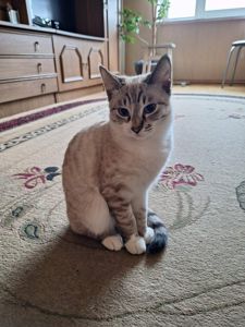 Кошеня дівчинка