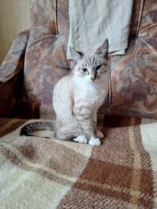 Кошеня дівчинка