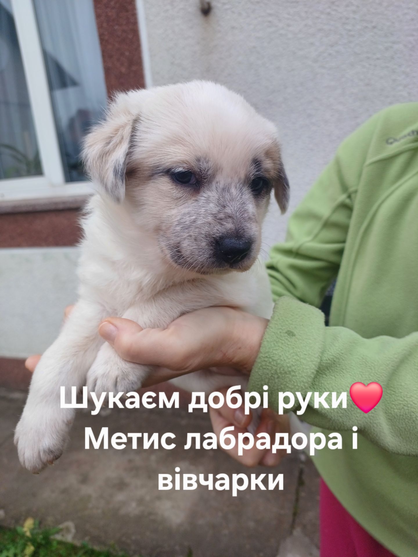 Цуценята метиси лабрадора і вівчарки