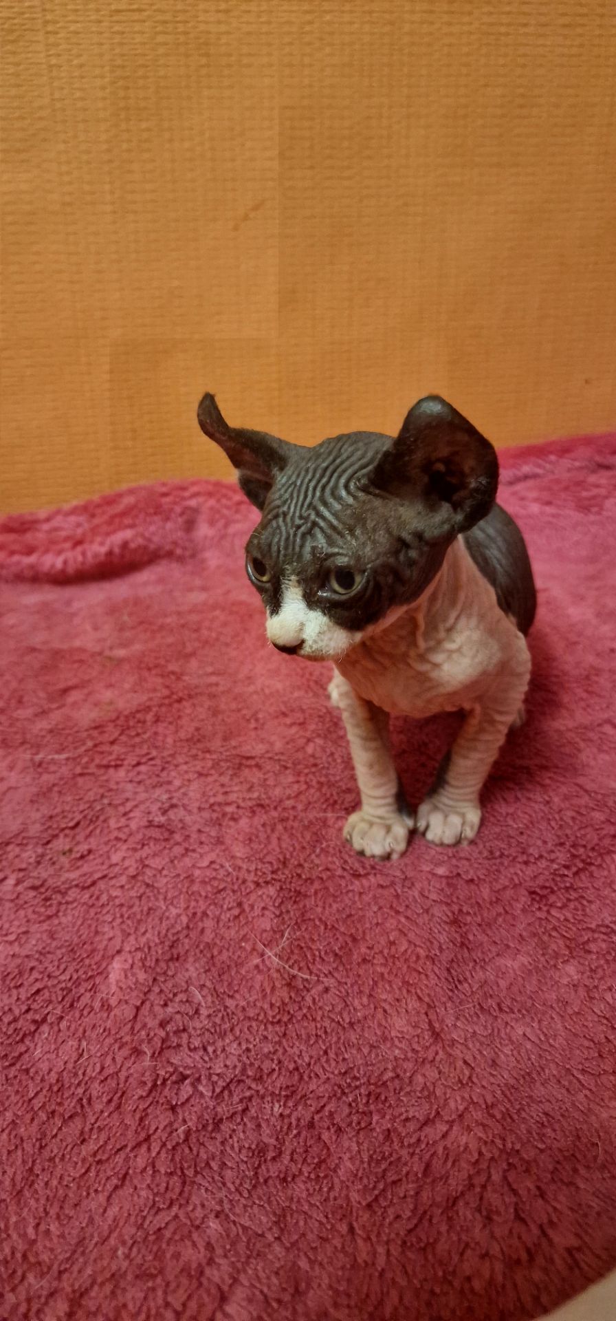 Сфинкс, эльф