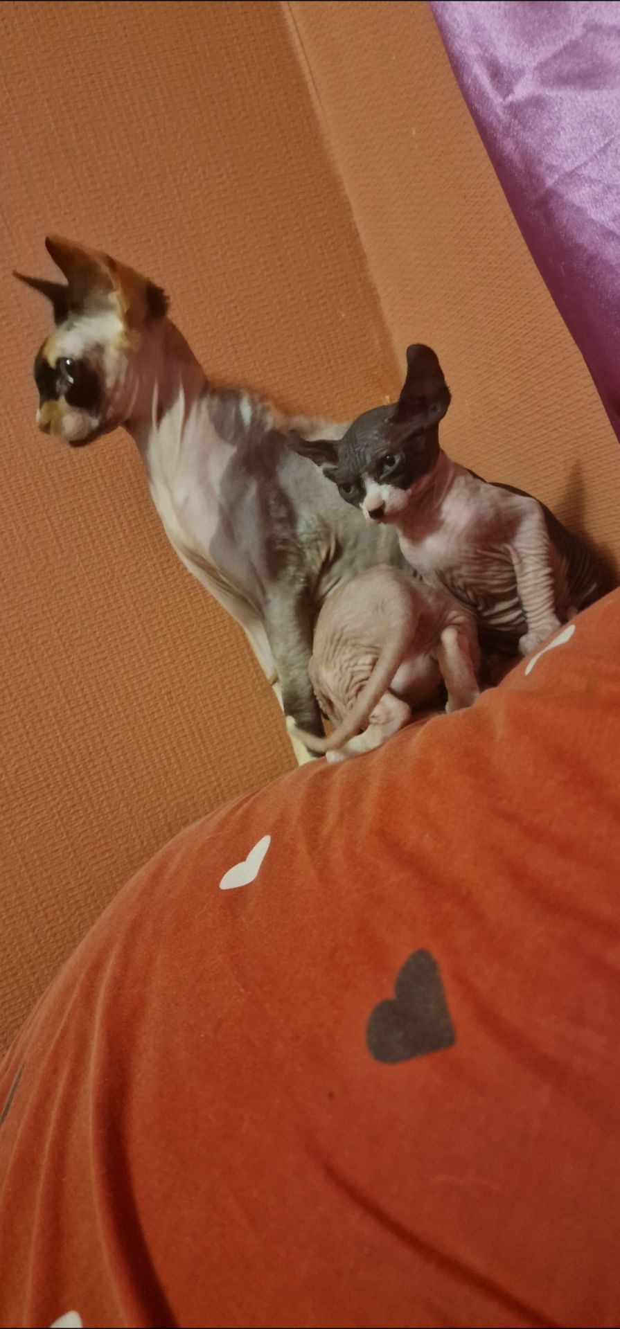 Сфинкс, эльф