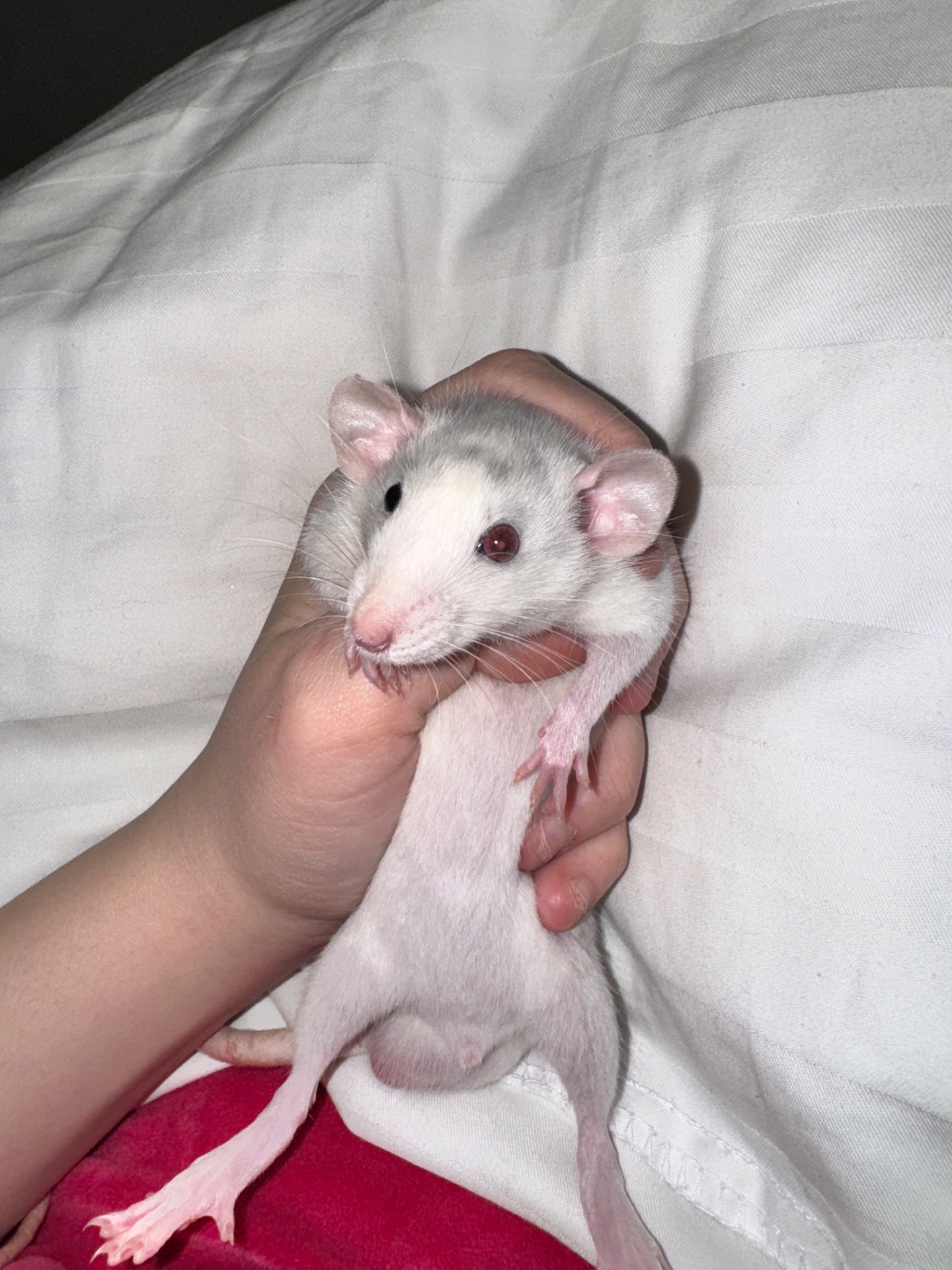 Щурик хаскі, різнокольорові очі