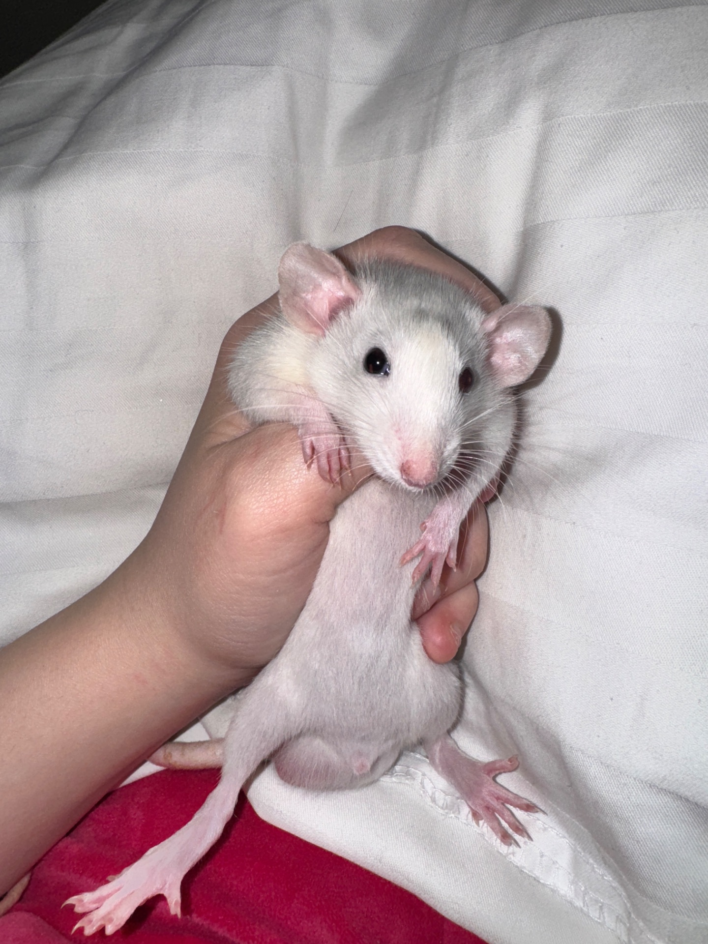 Щурик хаскі, різнокольорові очі