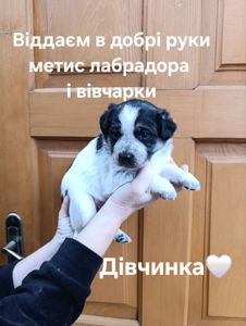 Цуценята метиси лабрадора і вівчарки