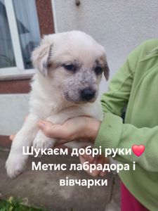 Цуценята метиси лабрадора і вівчарки