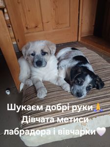Цуценята метиси лабрадора і вівчарки