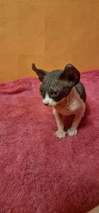 Сфинкс, эльф