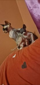 Сфинкс, эльф