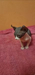 Сфинкс, эльф