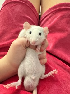 Щурик хаскі, різнокольорові очі