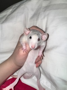 Щурик хаскі, різнокольорові очі