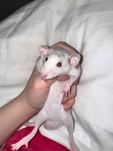 Щурик хаскі, різнокольорові очі