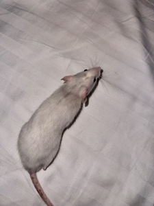 Щурик хаскі, різнокольорові очі