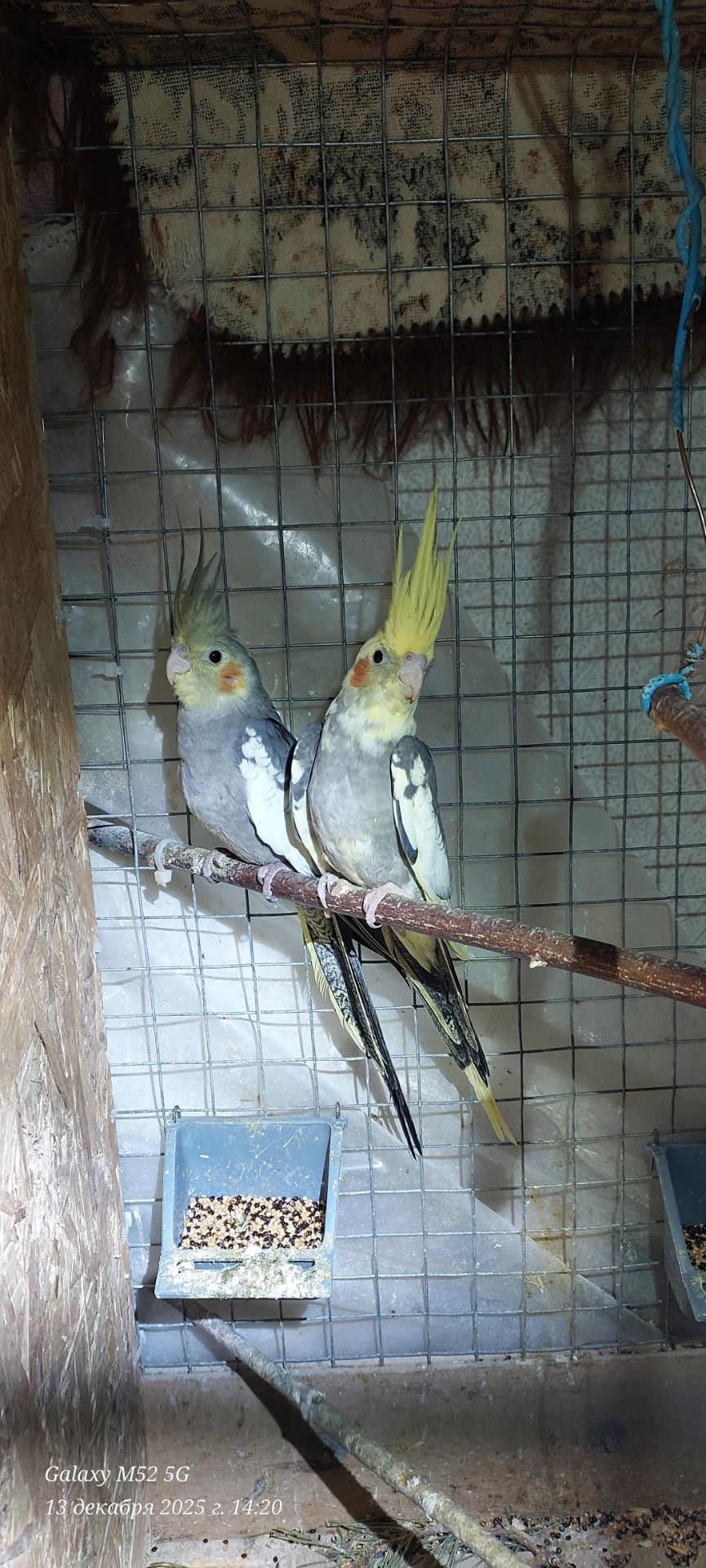 Попугаи корелла