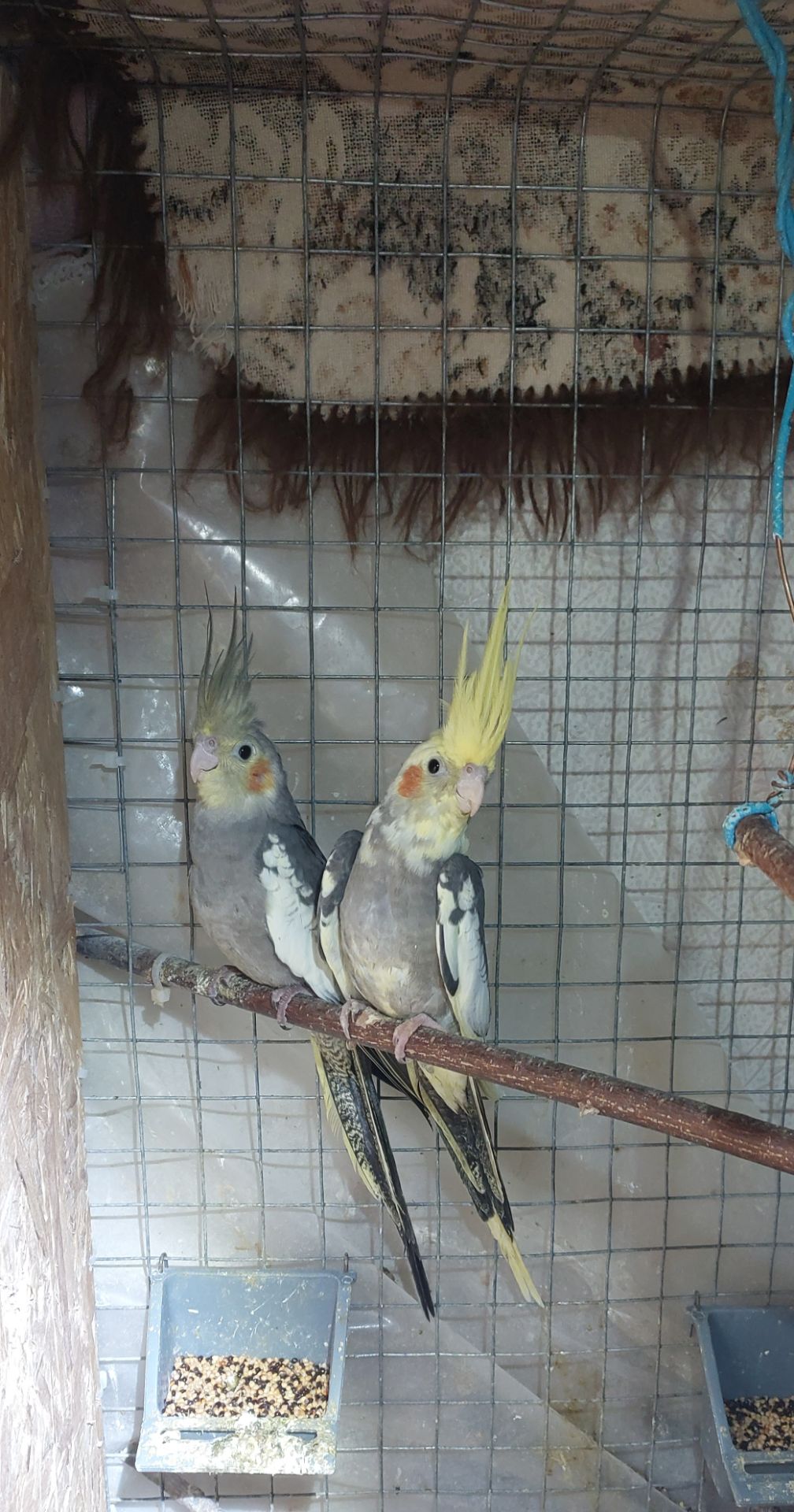 Попугаи корелла