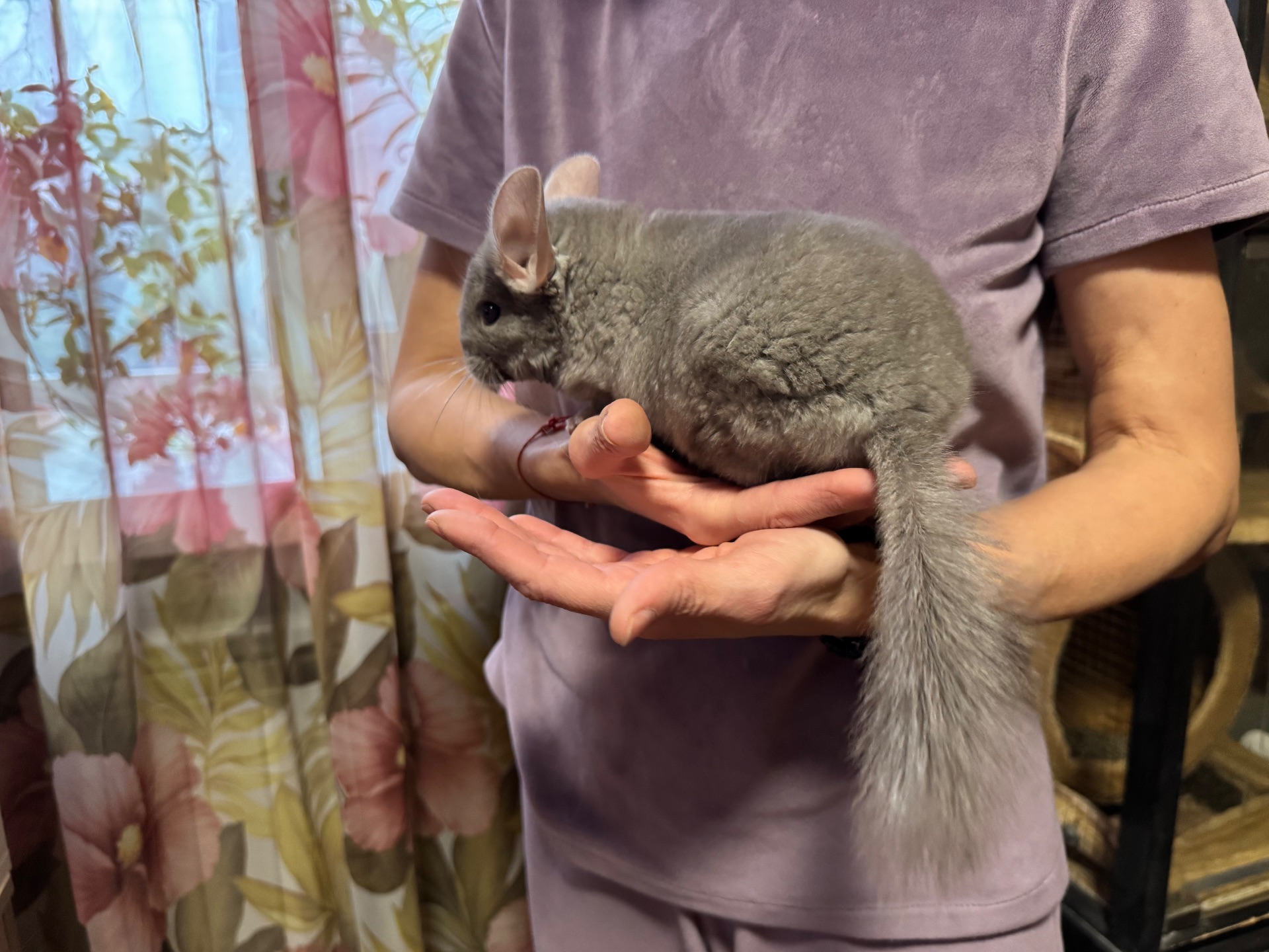 Шиншила дівчинка пастелька