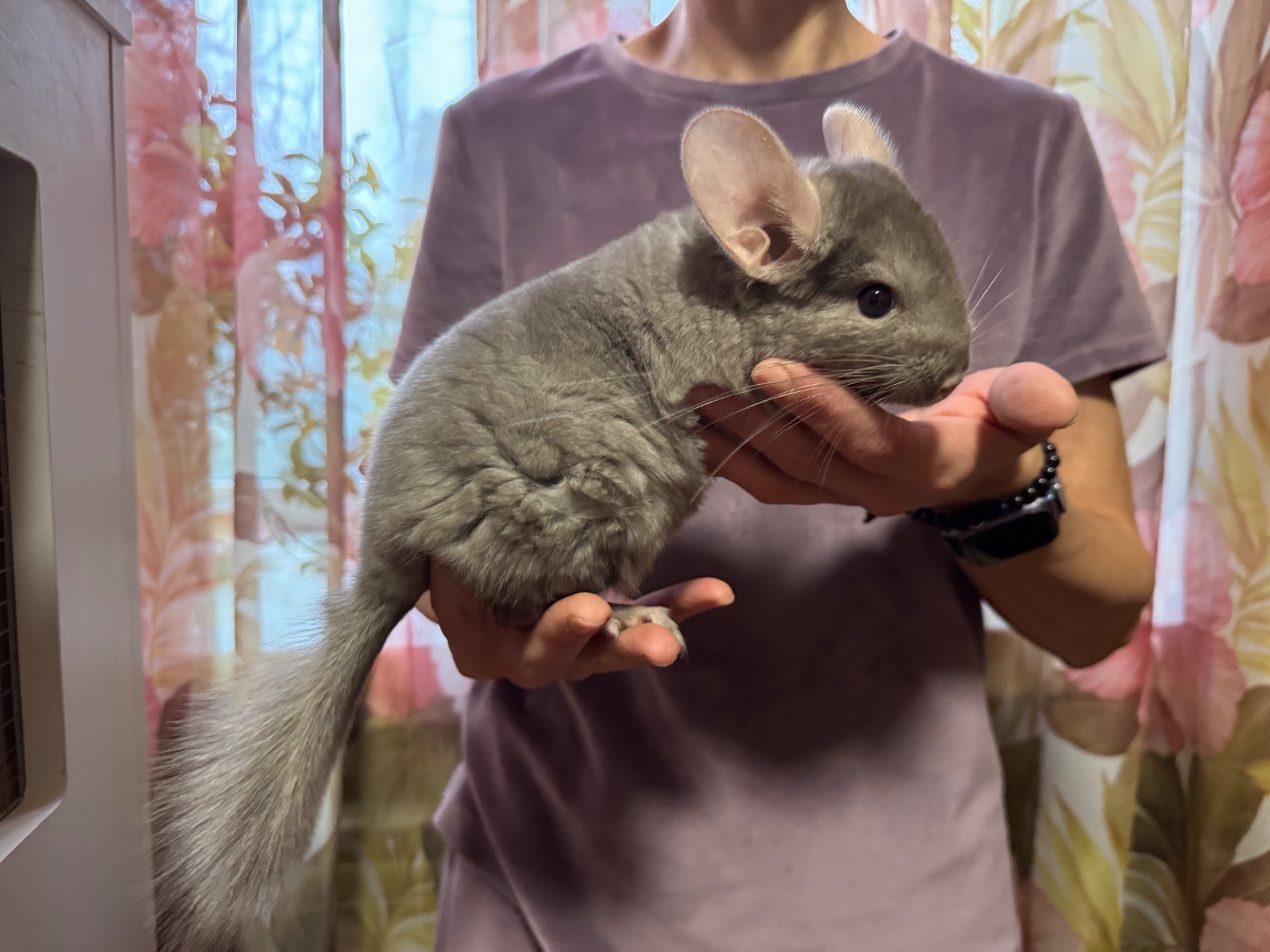 Шиншила дівчинка пастелька