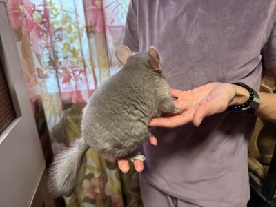 Шиншила дівчинка пастелька