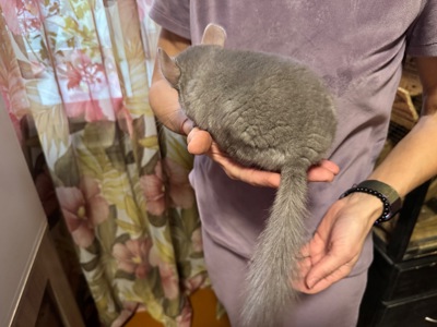 Шиншила дівчинка пастелька