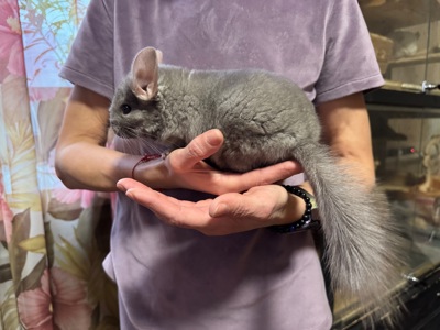 Шиншила дівчинка пастелька