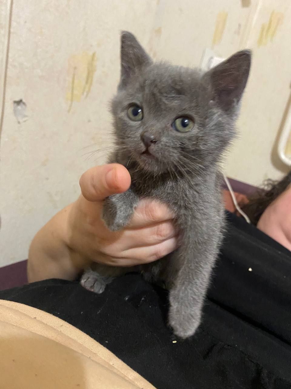 Котёнок ласковый добрый